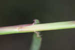 Pitted beardgrass